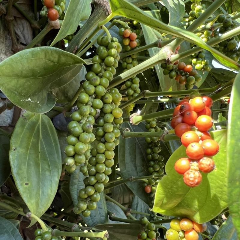 Tiêu trong giai đoạn thu hoạch