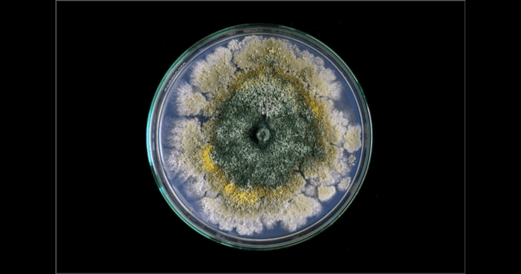 Trichoderma spp