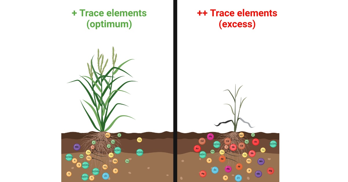Vai trò của pH trong khả năng hấp thu vi lượng của cây trồng
