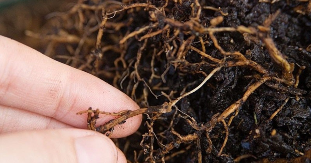 Vì sao dưa lưới cây con dễ bị thối rễ trong nhà màng