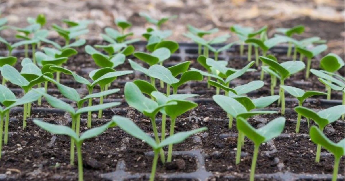 Xử lý bệnh thối rễ giai đoạn ươm và sau trồng ở dưa lưới