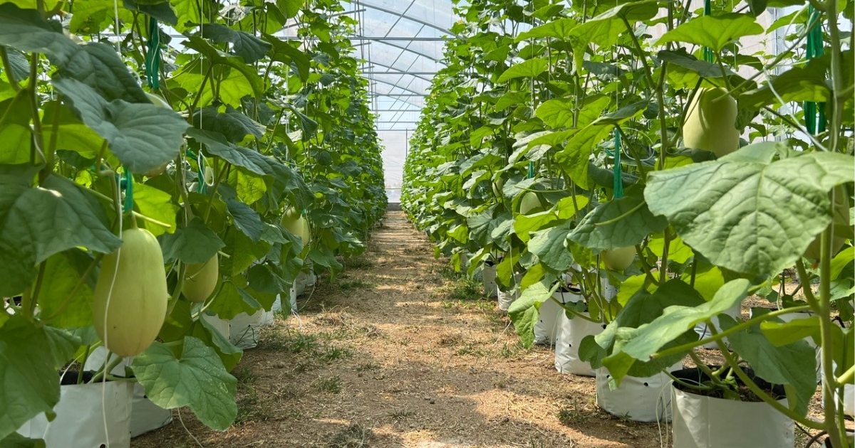 Cách phối trộn các loại phân đơn đúng kỹ thuật khi trồng dưa lưới trong nhà màng