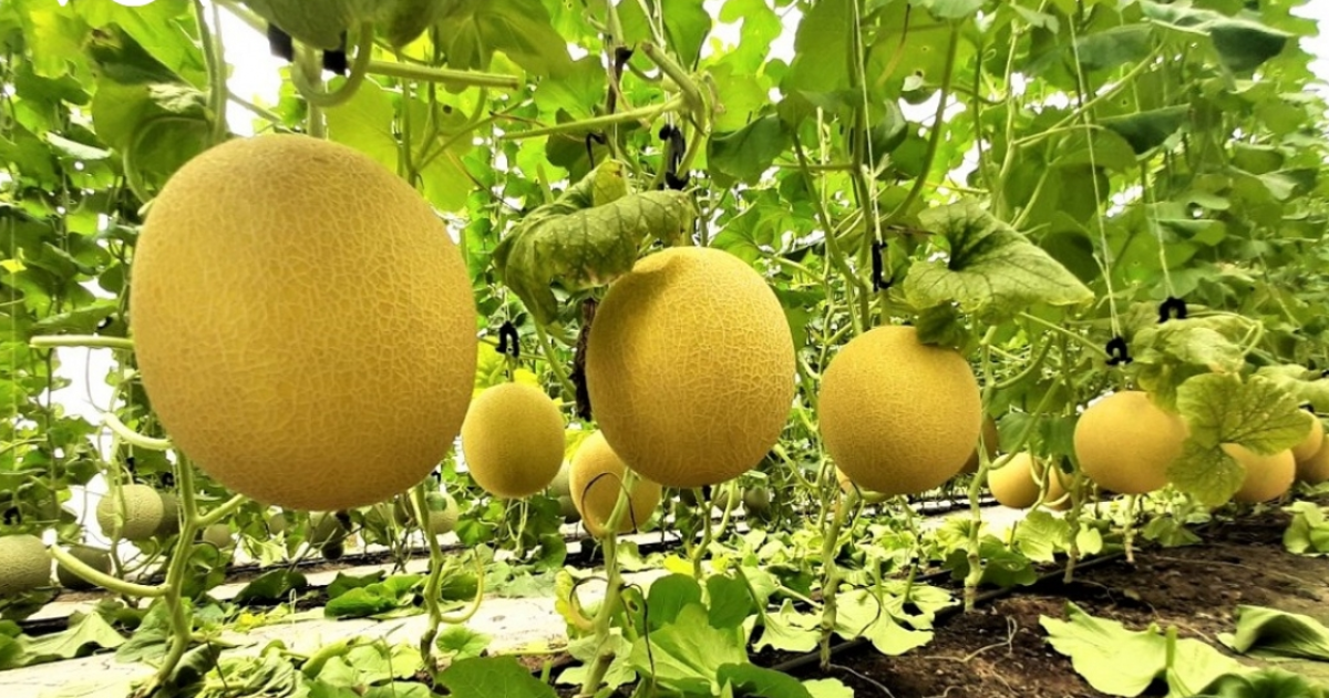 Ảnh hưởng của nhiệt độ, độ ẩm đến tốc độ sinh sản của bọ trĩ