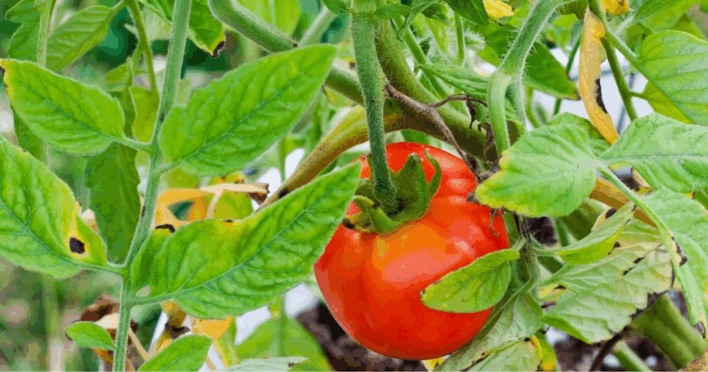 Nước giếng khoan có phù hợp để pha phân bón lá cho cà chua không