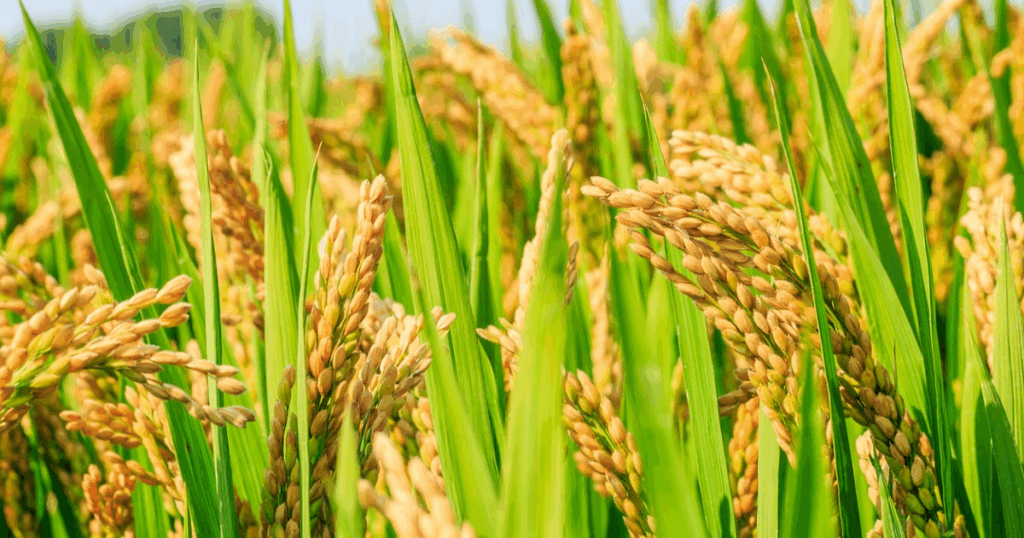 Silic sinh học Giải pháp mới cho canh tác bền vững