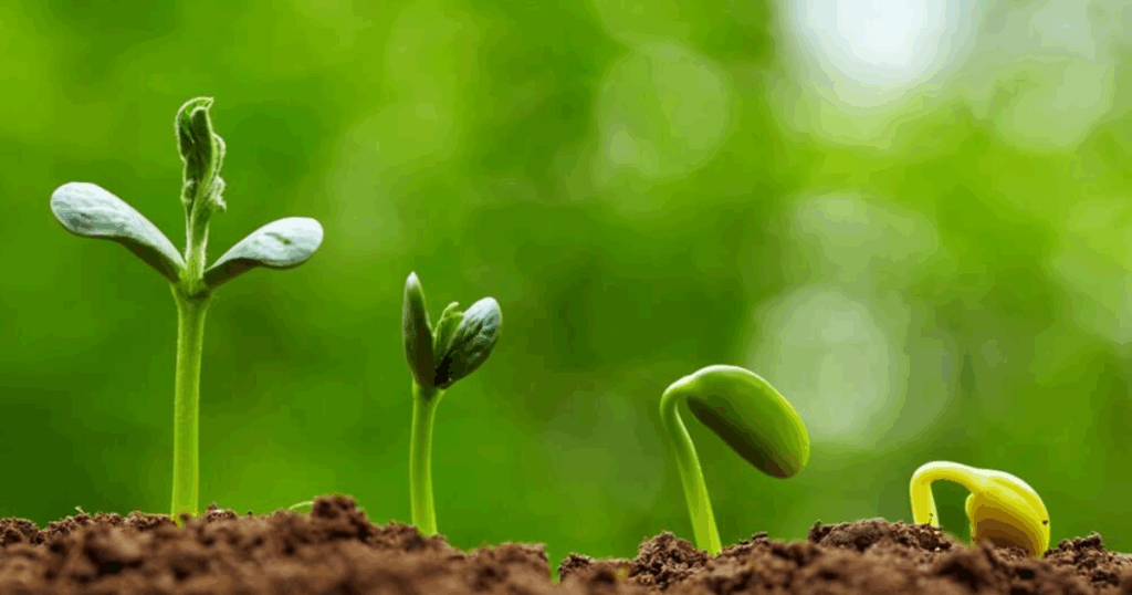 Silic và vai trò trong phát triển rễ của cây trồng