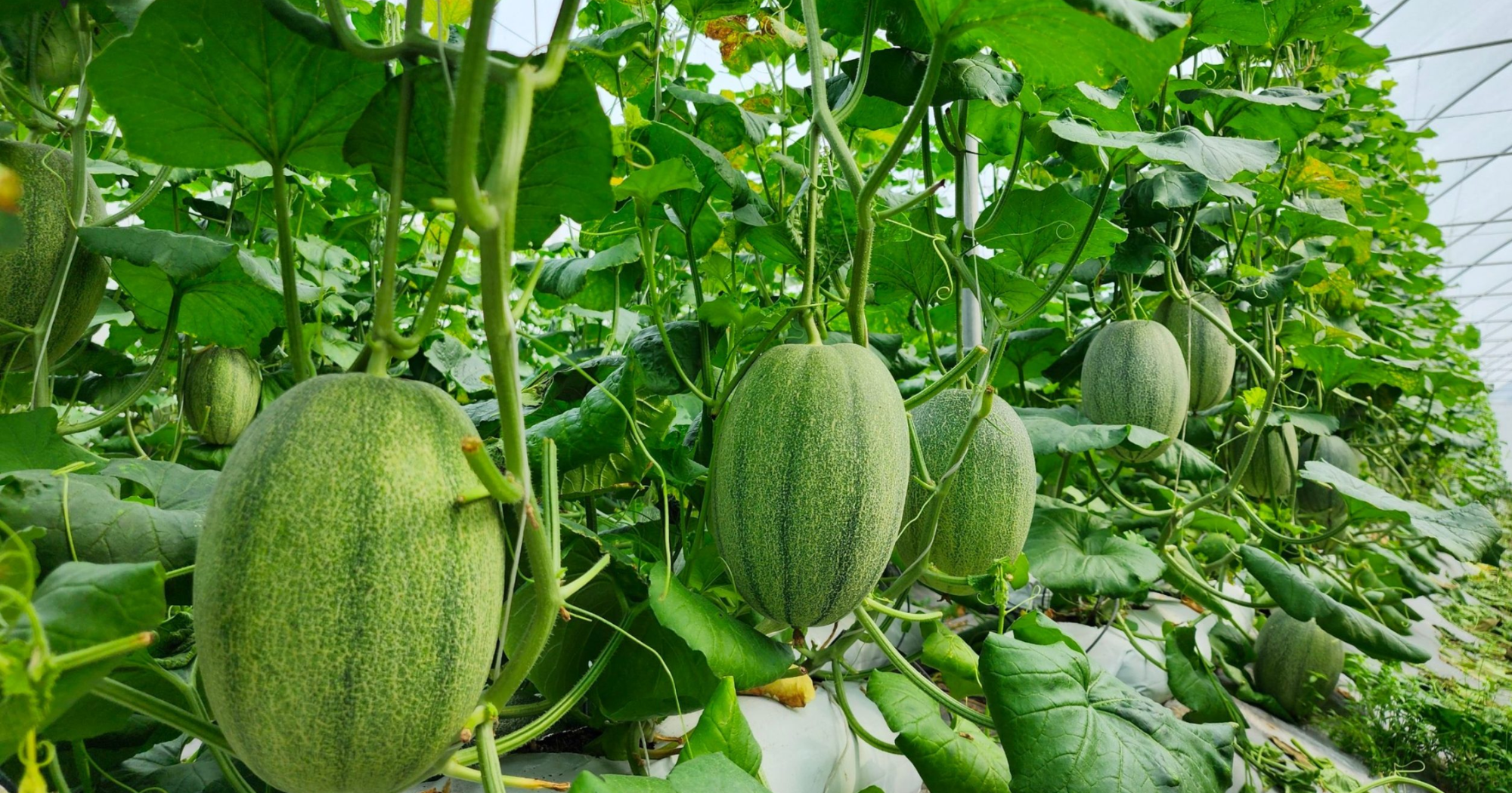 Tại sao trái dưa lưới dễ nứt trong giai đoạn gần thu hoạch