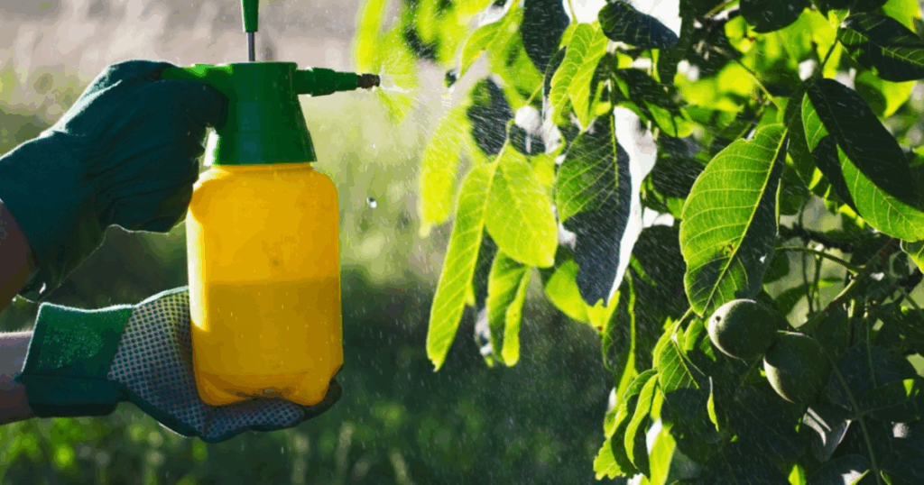 Thời điểm vàng để phun Canxi giữ trái hiệu quả