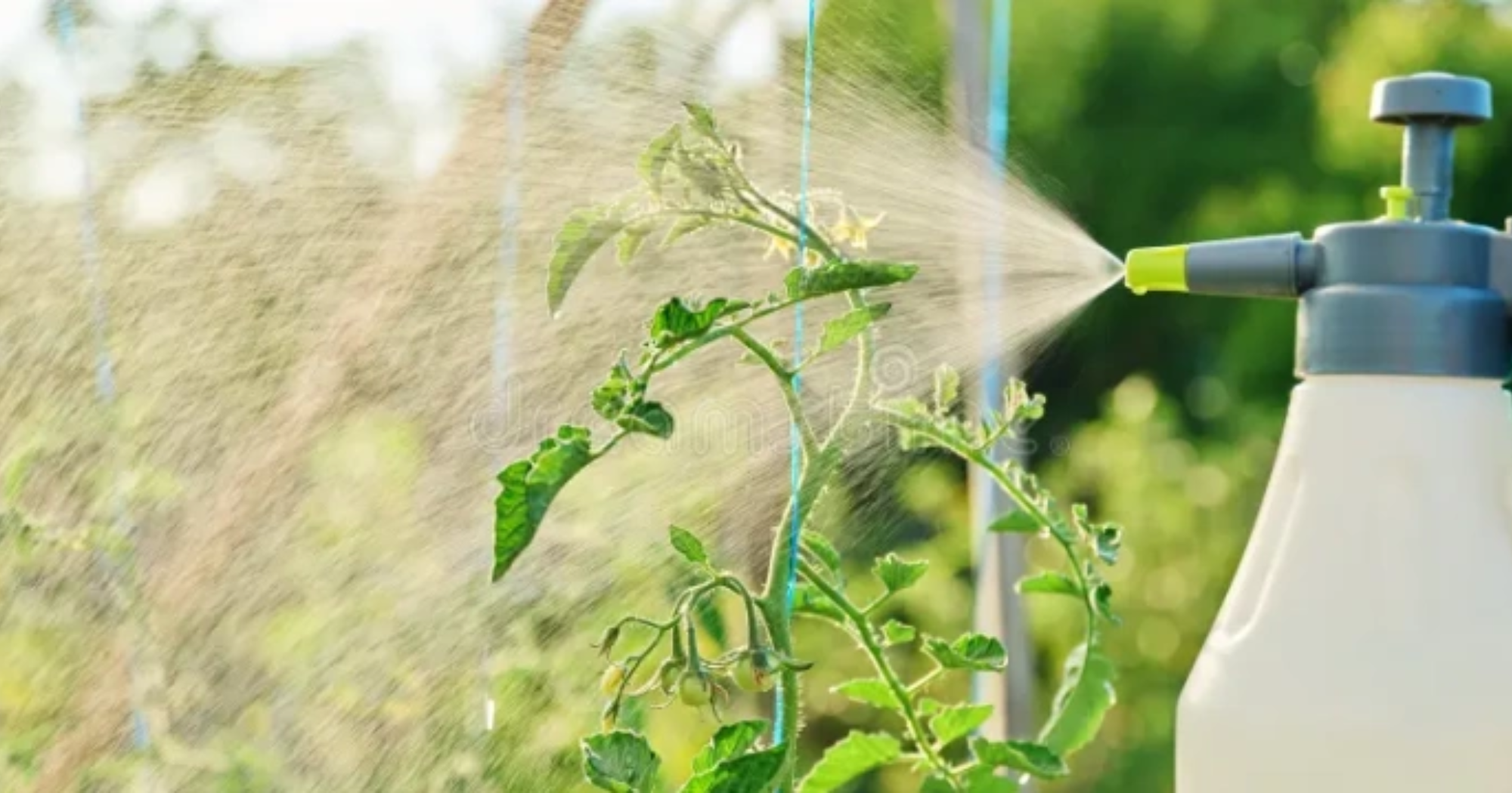 Tưới hay phun Silic, cách nào phù hợp hơn trong nhà màng