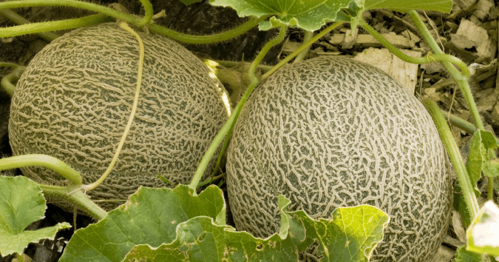 Vai trò của Chitosan trong kiểm soát nấm Fusarium và Rhizoctonia