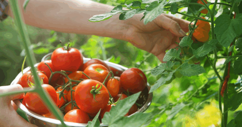 Vai trò của Silic đối với cây cà chua