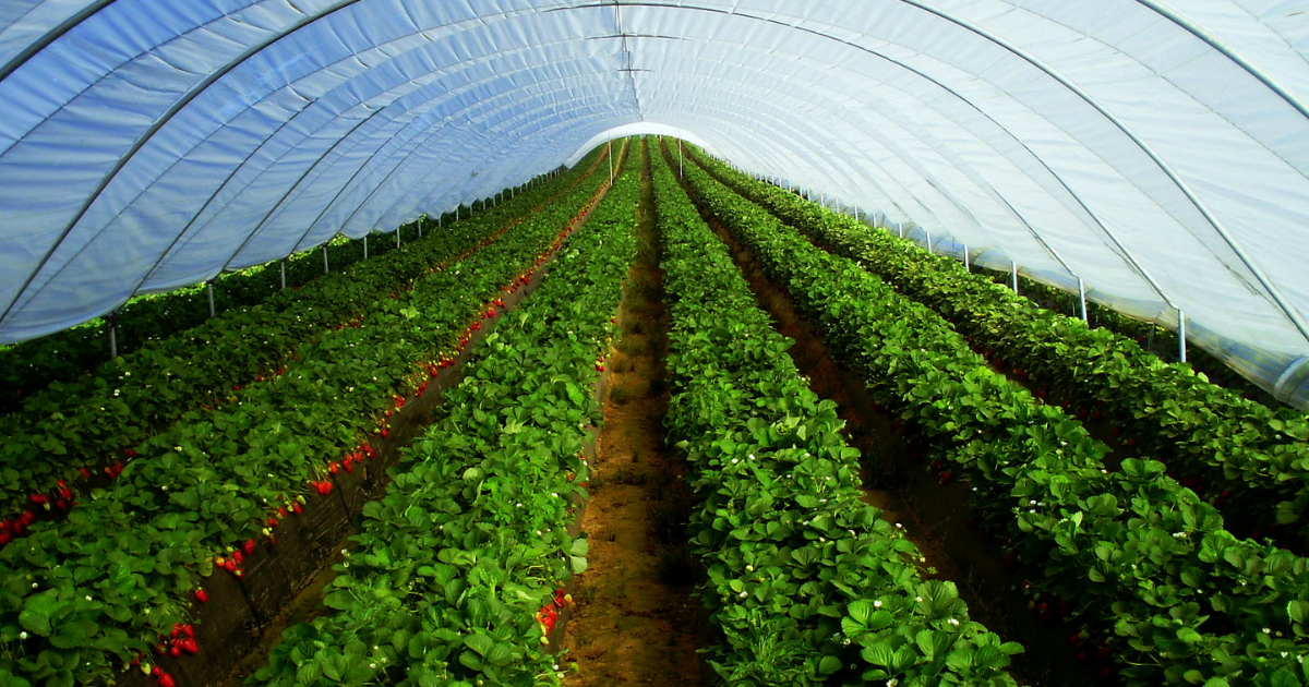 Vai trò của vệ sinh nhà lưới trong quản lý sâu hại nền