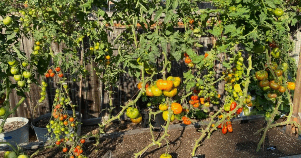 Biện pháp phòng trị bệnh thán thư, đốm lá, cháy lá hiệu quả trên cây cà chua