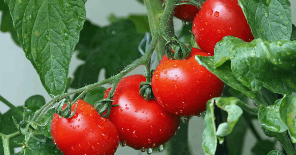 Kỹ thuật giữ trái hiệu quả khi trồng cà chua