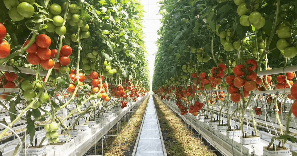 Phân tích chi phí sản xuất cà chua trong nhà màng theo từng giai đoạn