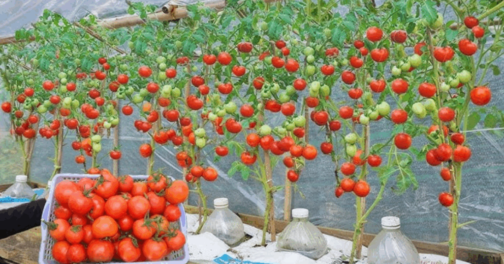 Xử lý bệnh thối rễ, héo xanh ở cà chua trong nhà màng