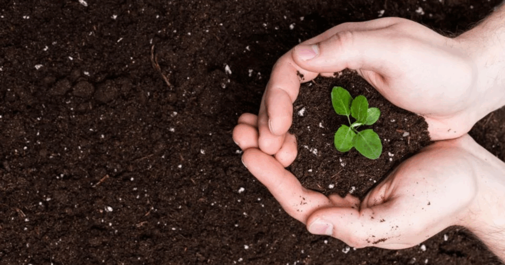 Hướng dẫn phối trộn Humic với phân vi lượng tối ưu hiệu quả