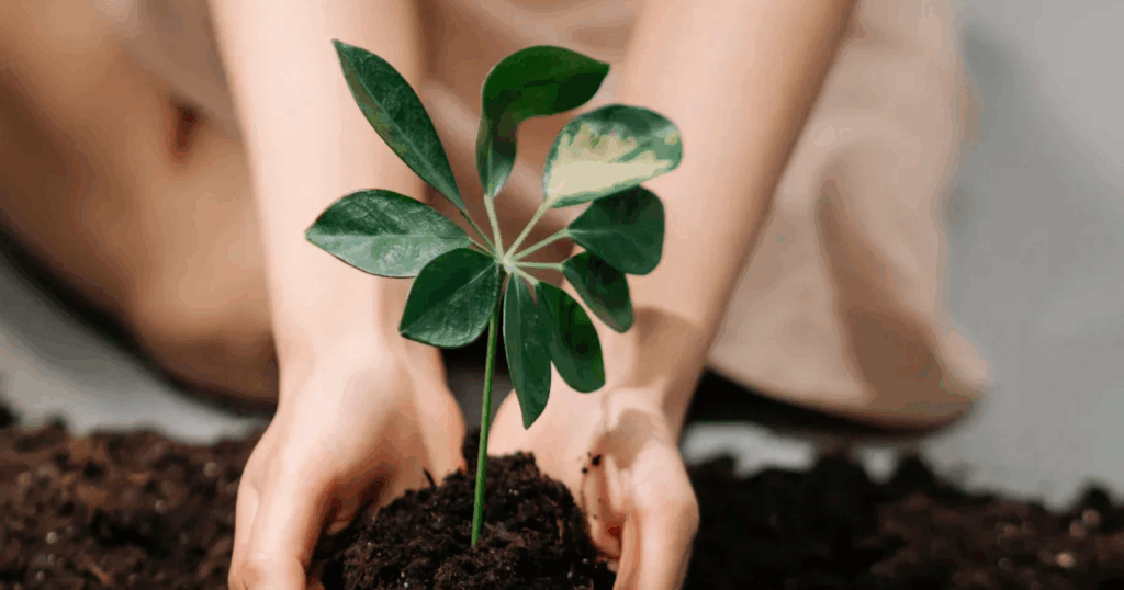 Kết hợp Humic và vi sinh giúp tạo hệ sinh thái rễ khỏe mạnh từ đầu vụ