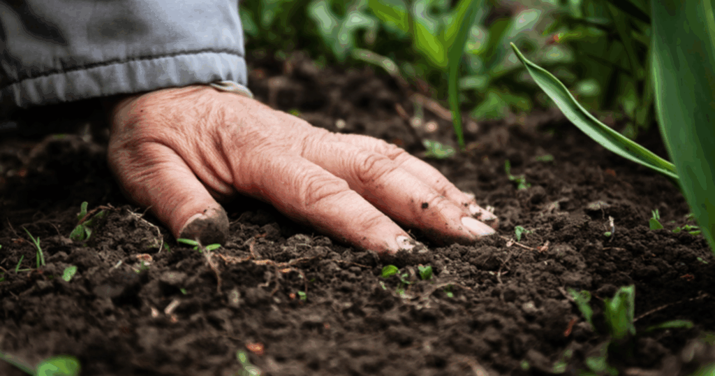 Mối quan hệ giữa humic và hoạt động vi sinh vật đất