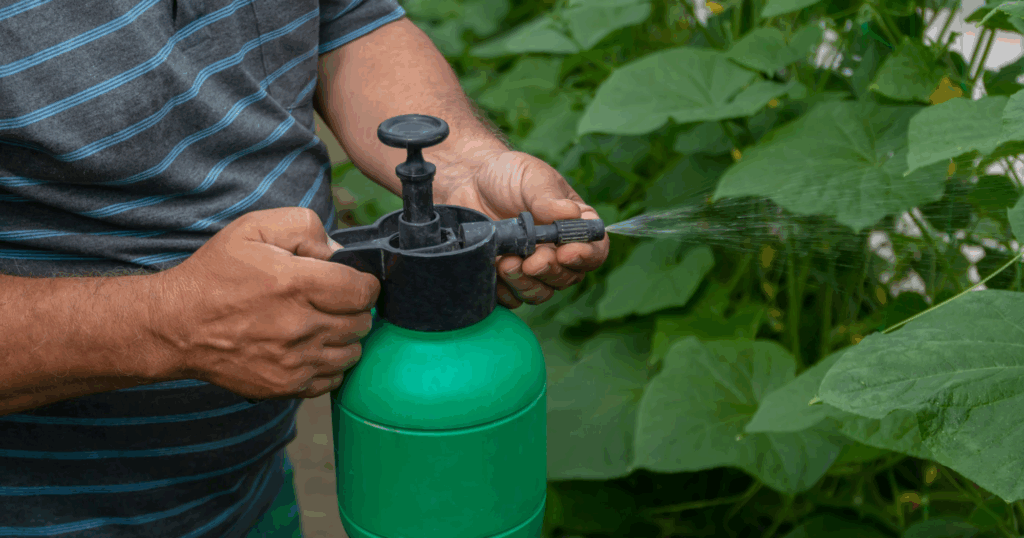 Pha phân bón lá thế nào để tránh hiện tượng cháy lá? 1 Pha phân bón lá thế nào để tránh hiện tượng cháy lá
