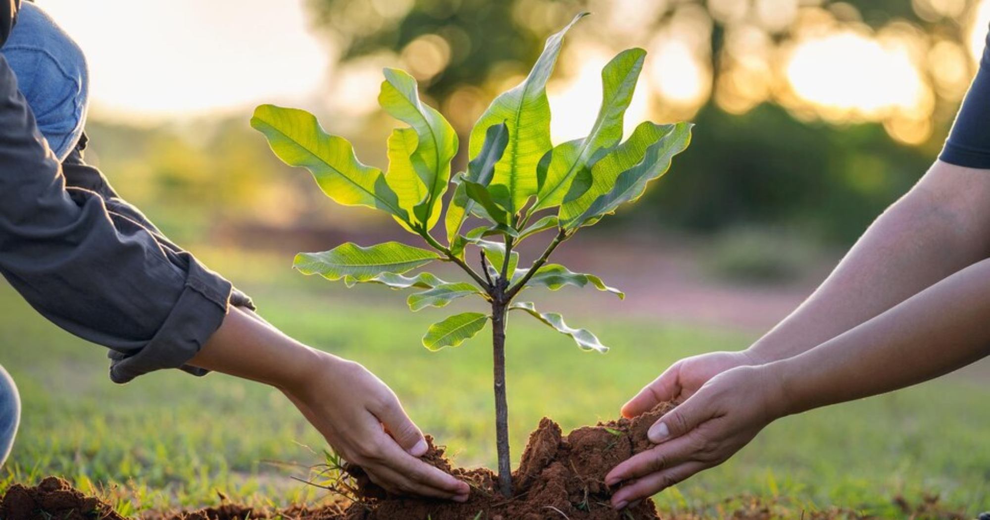 Stress sinh lý ở cây trồng nguyên nhân và cơ chế tác động