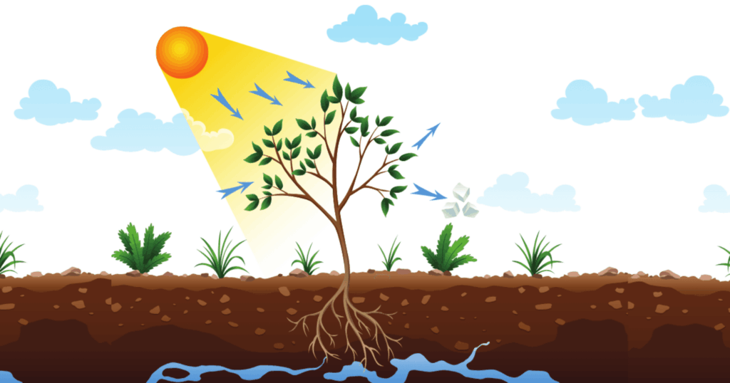 Ảnh hưởng của môi trường và dinh dưỡng đến sự phát triển của rễ cây trồng