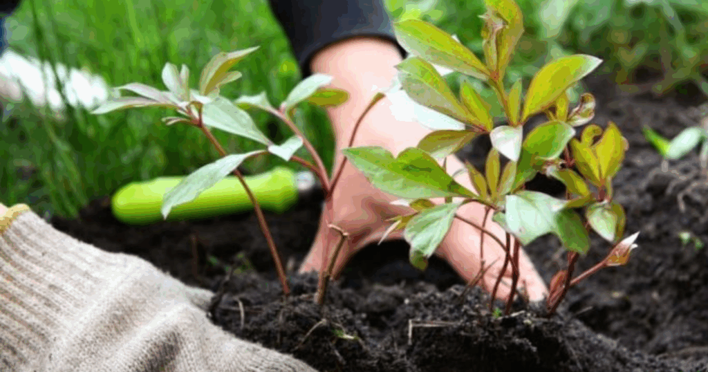 Bacillus subtilis trong quản lý nấm bệnh đất và phục hồi rễ 2 Bacillus subtilis trong quản lý nấm bệnh đất và phục hồi rễ