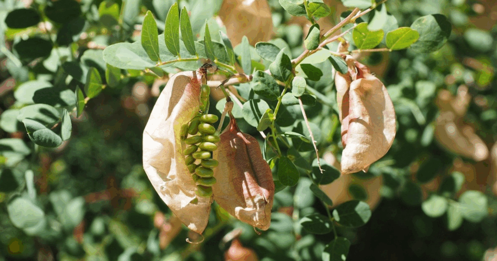 Bảng tra chủng Rhizobium theo cây họ đậu phổ biến