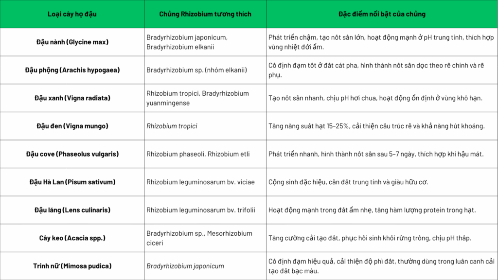 Bang tra chung Rhizobium theo cay ho dau pho bien