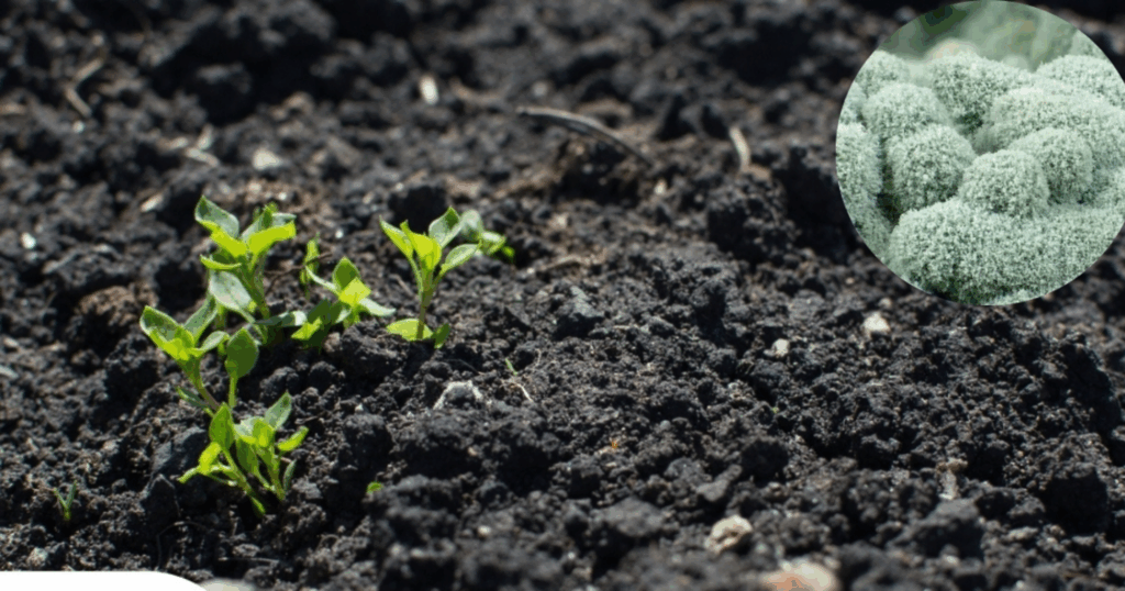 Các chất kháng sinh tự nhiên do Trichoderma tiết ra trong đất 6 Các chất kháng sinh tự nhiên do Trichoderma tiết ra trong đất