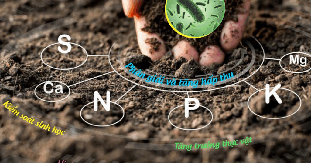 Các loài Bacillus phổ biến và vai trò sinh học của chúng trong đất 4 Các loài Bacillus phổ biến và vai trò sinh học của chúng trong đất