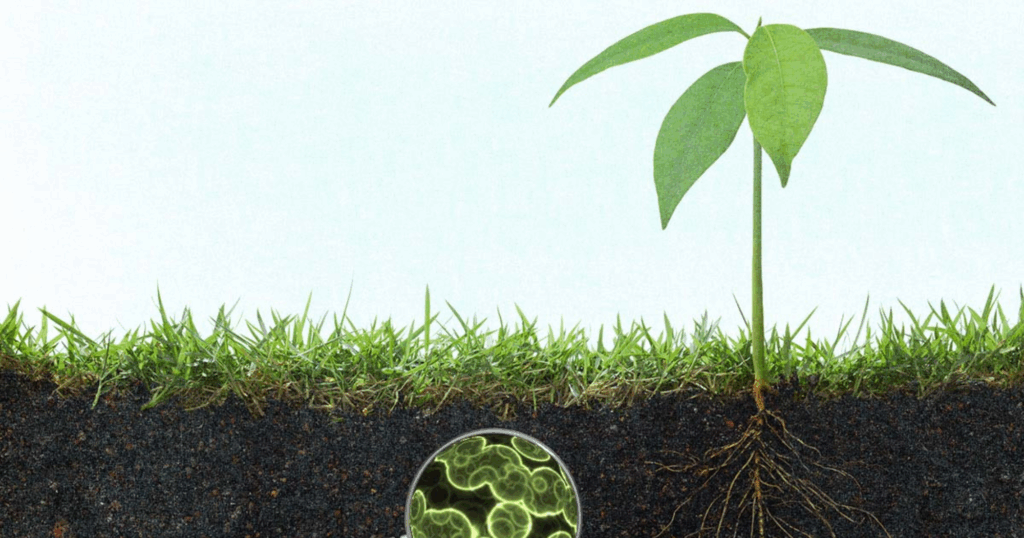 Cách phối hợp Bacillus subtilis với Trichoderma và Humic trong phục hồi đất 5 Cách phối hợp Bacillus subtilis với Trichoderma và Humic trong phục hồi đất