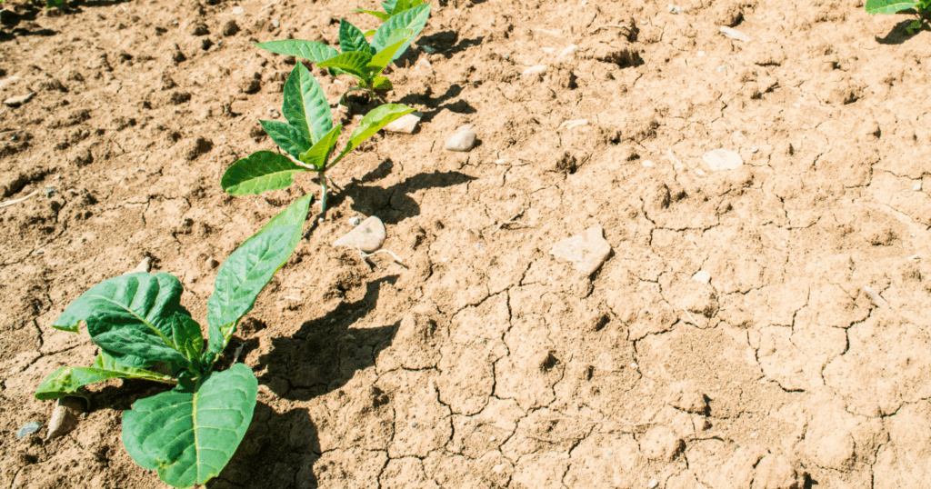 Cách phối hợp Trichoderma với Humic trong phục hồi đất bạc màu 8 Cách phối hợp Trichoderma với Humic trong phục hồi đất bạc màu