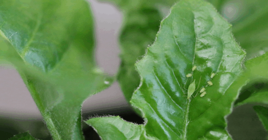 Cyantraniliprole: Hoạt chất trừ sâu thế hệ mới với cơ chế tê liệt cơ bắp côn trùng 4 Cyantraniliprole Hoạt chất trừ sâu thế hệ mới với cơ chế tê liệt cơ bắp côn trùng