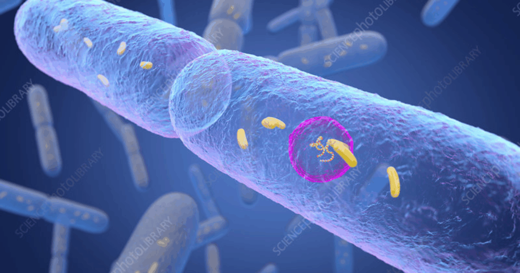 Đặc điểm sinh học và cấu trúc bào tử của Bacillus subtilis