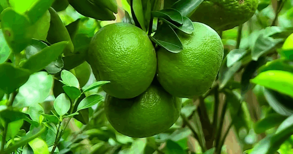 Dinotefuran: Hoạt chất Neonicotinoid thế hệ ba với khả năng lưu dẫn cực mạnh và diệt nhanh côn trùng chích hút 7 Dinotefuran Hoạt chất Neonicotinoid thế hệ ba với khả năng lưu dẫn cực mạnh và diệt nhanh côn trùng chích hút