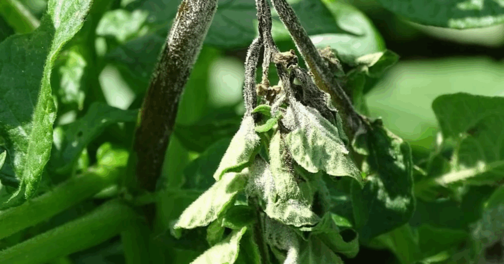 Fipronil: Hoạt chất Phenylpyrazole trừ sâu phổ rộng với cơ chế ức chế thần kinh GABA 10 Fipronil Hoạt chất Phenylpyrazole trừ sâu phổ rộng với cơ chế ức chế thần kinh GABA