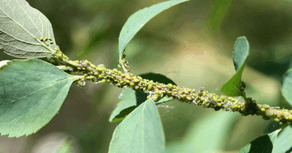 Flonicamid: Hoạt chất thế hệ mới ức chế chích hút, bảo vệ cây trồng an toàn và bền vững 8 Flonicamid Hoạt chất thế hệ mới ức chế chích hút, bảo vệ cây trồng an toàn và bền vững