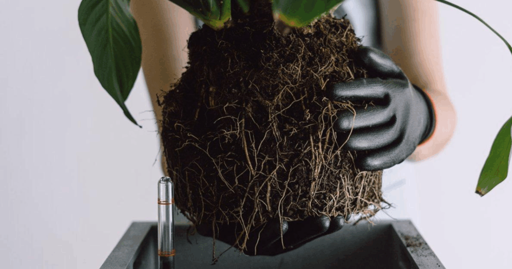 Giải phẫu và chức năng sinh lý của rễ cây trồng