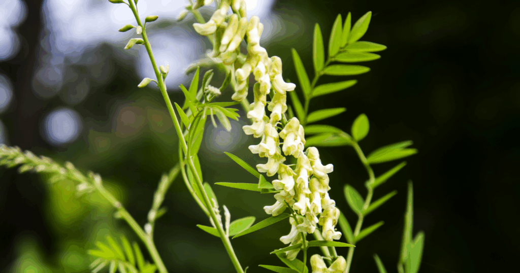 Matrine: Hoạt chất sinh học từ cây khổ sâm với phổ tác dụng rộng trên sâu, nhện và tuyến trùng 3 Matrine Hoạt chất sinh học từ cây khổ sâm với phổ tác dụng rộng trên sâu, nhện và tuyến trùng