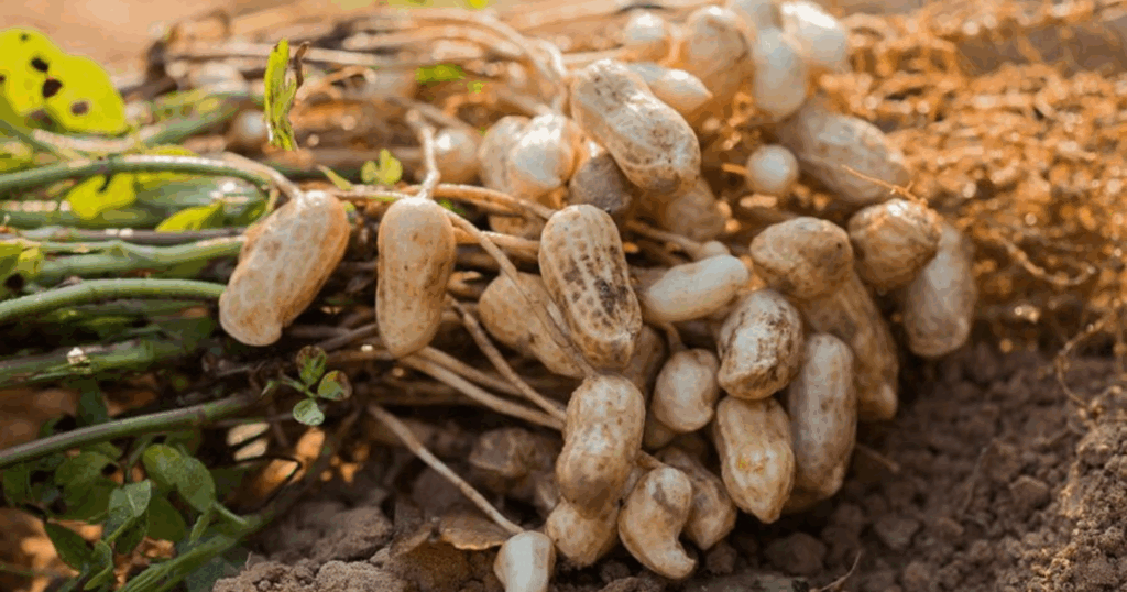 Những sai lầm phổ biến khi dùng Rhizobium và cách khắc phục