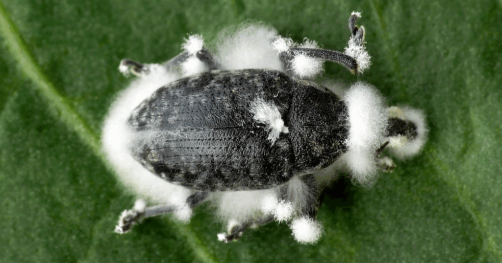 Paecilomyces fumosoroseus: Nấm ký sinh sinh học kiểm soát bọ trĩ và bọ phấn hiệu quả 1 Paecilomyces fumosoroseus Nấm ký sinh sinh học kiểm soát bọ trĩ và bọ phấn hiệu quả