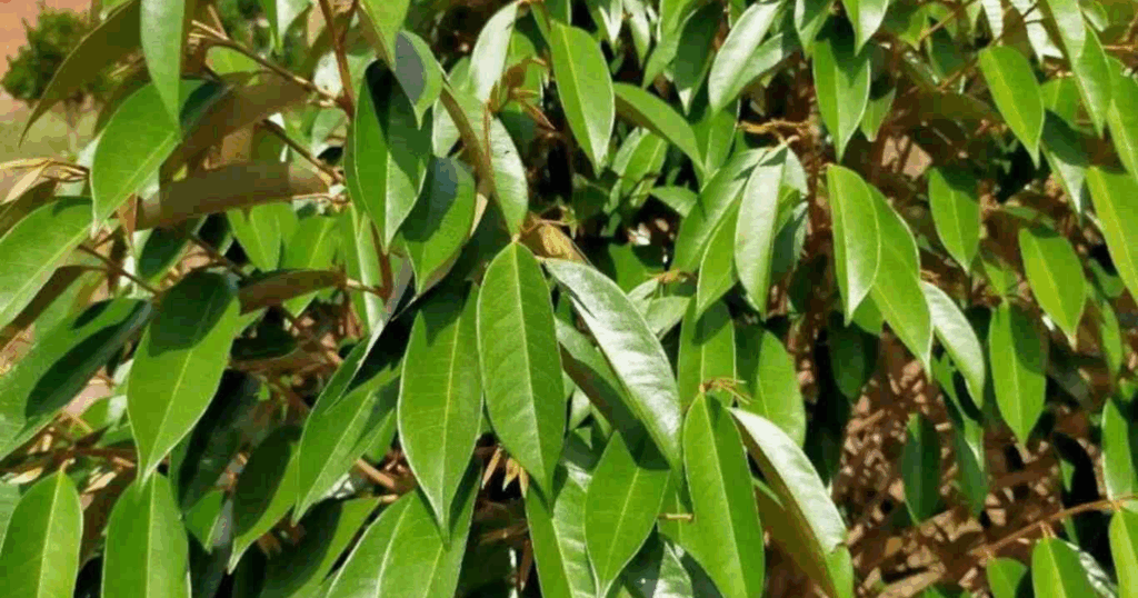 Phục hồi cây sau thu hoạch bằng Amino cơ chế và cách phối hợp với Humic.
