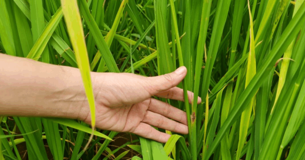 Pymetrozine: Hoạt chất ức chế chích hút chuyên biệt cho rầy, rệp và bọ phấn 9 Pymetrozine Hoạt chất ức chế chích hút chuyên biệt cho rầy, rệp và bọ phấn