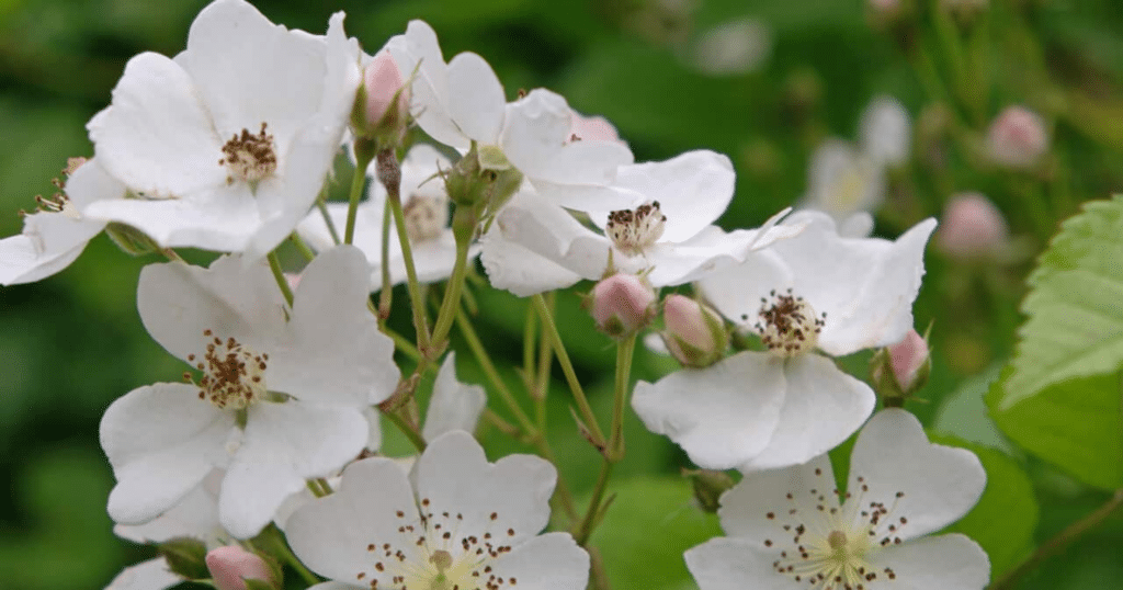 Ảnh hưởng của hệ rễ đối với hormone sinh trưởng