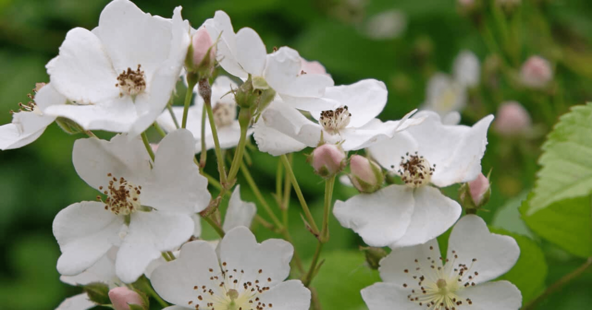 Ảnh hưởng của hệ rễ đối với hormone sinh trưởng