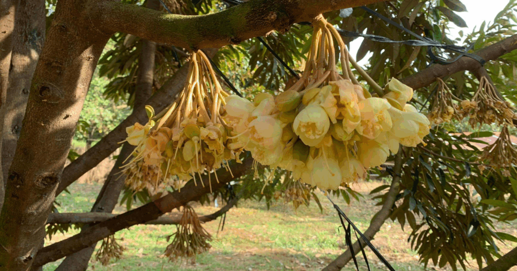 Brassinosteroid (BR) - Chất kích thích sinh trưởng giúp cây chống chịu stress