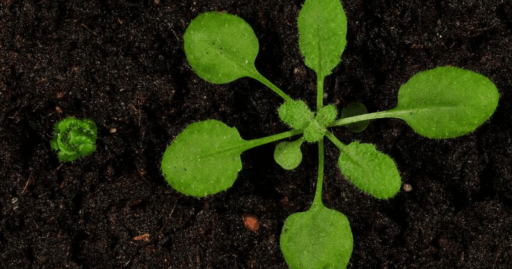 Brassinosteroid và tương tác với hormone trong phản ứng stress