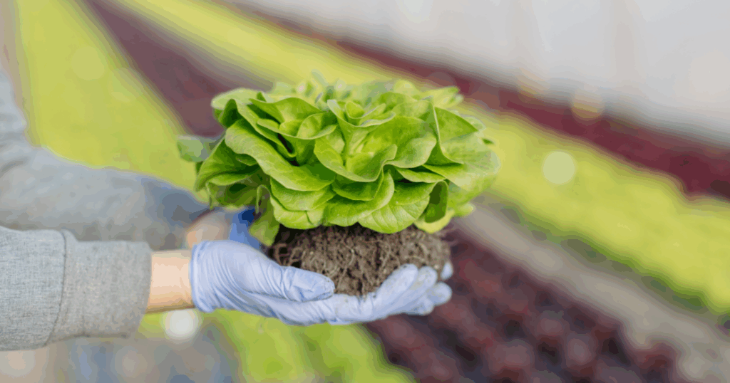 Chọn dạng Humic phù hợp theo nhóm cây trồng 1 Chọn dạng Humic phù hợp theo nhóm cây trồng