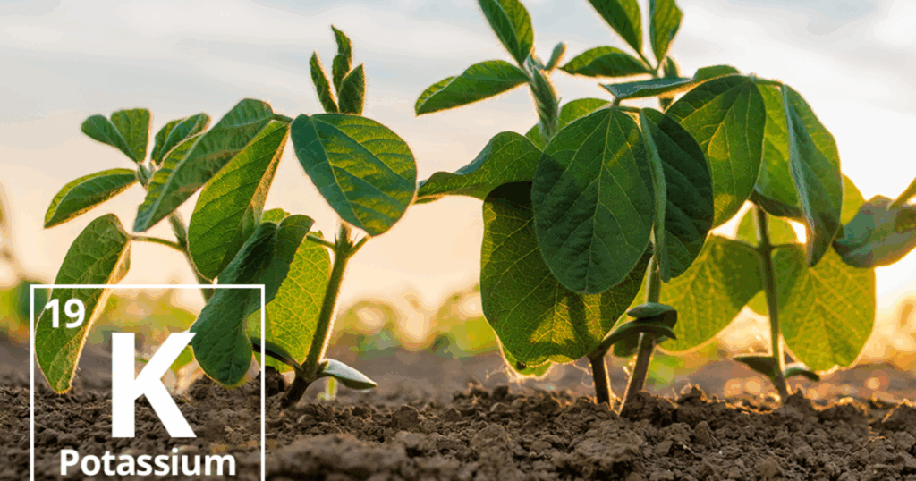 Cơ chế hấp thu đạm, lân và kali qua rễ 1 Cơ chế hấp thu đạm, lân và kali qua rễ